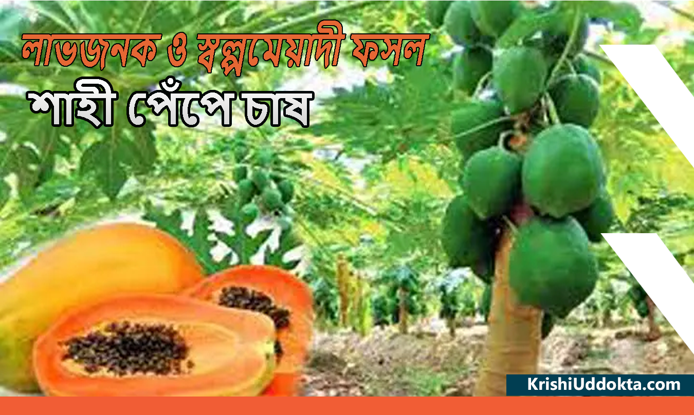 লাভজনক ও স্বল্পমেয়াদী ফসল শাহী পেঁপে চাষ