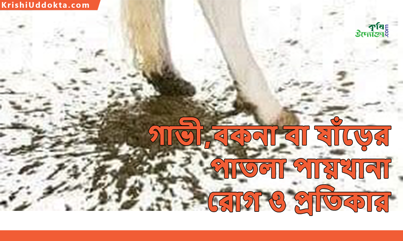 গাভী,বকনা বা ষাঁড়ের পাতলা পায়খানা রোগ ও প্রতিকার